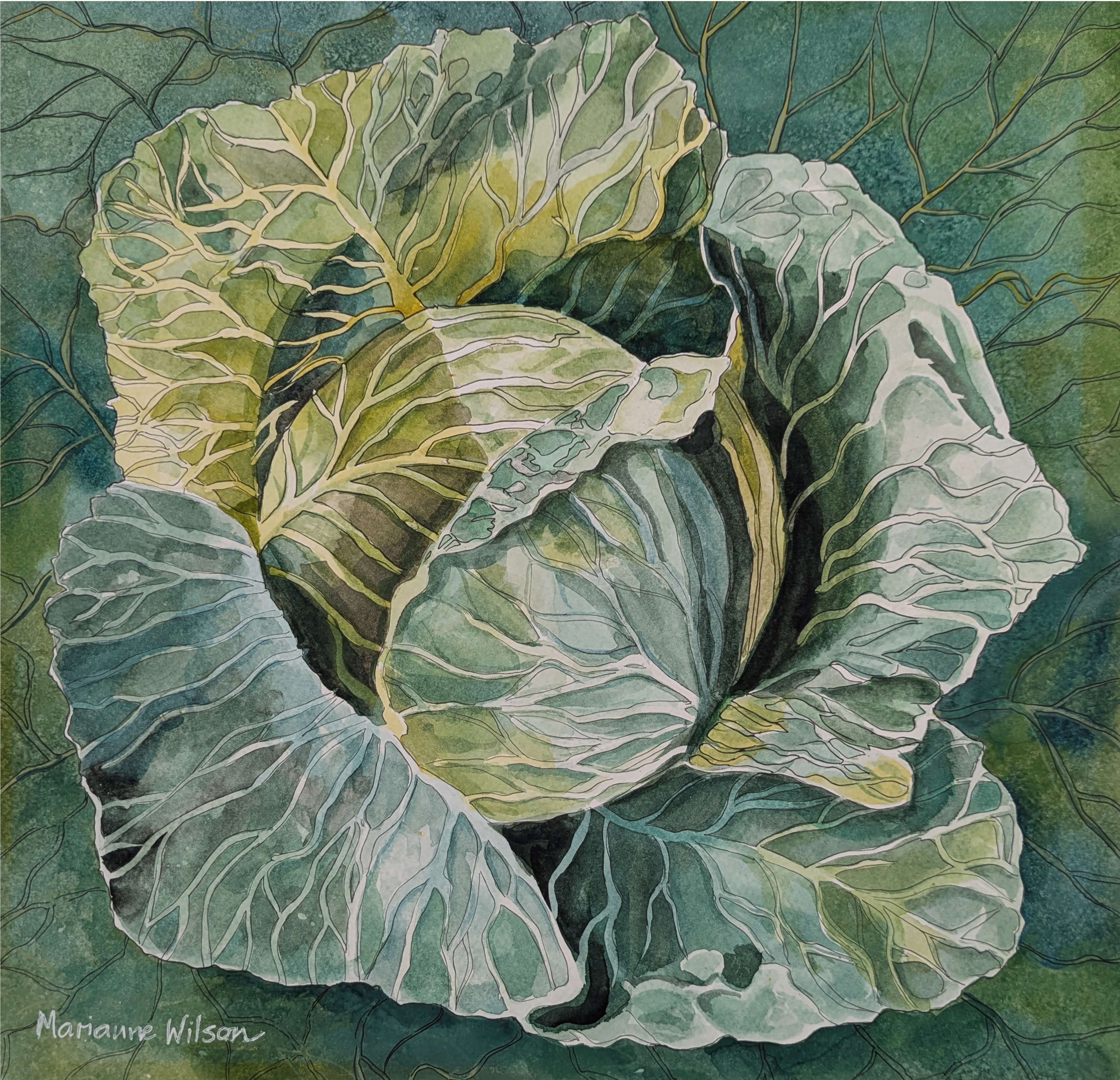 Cabbage from the Market, Watercolour on Archers Paper